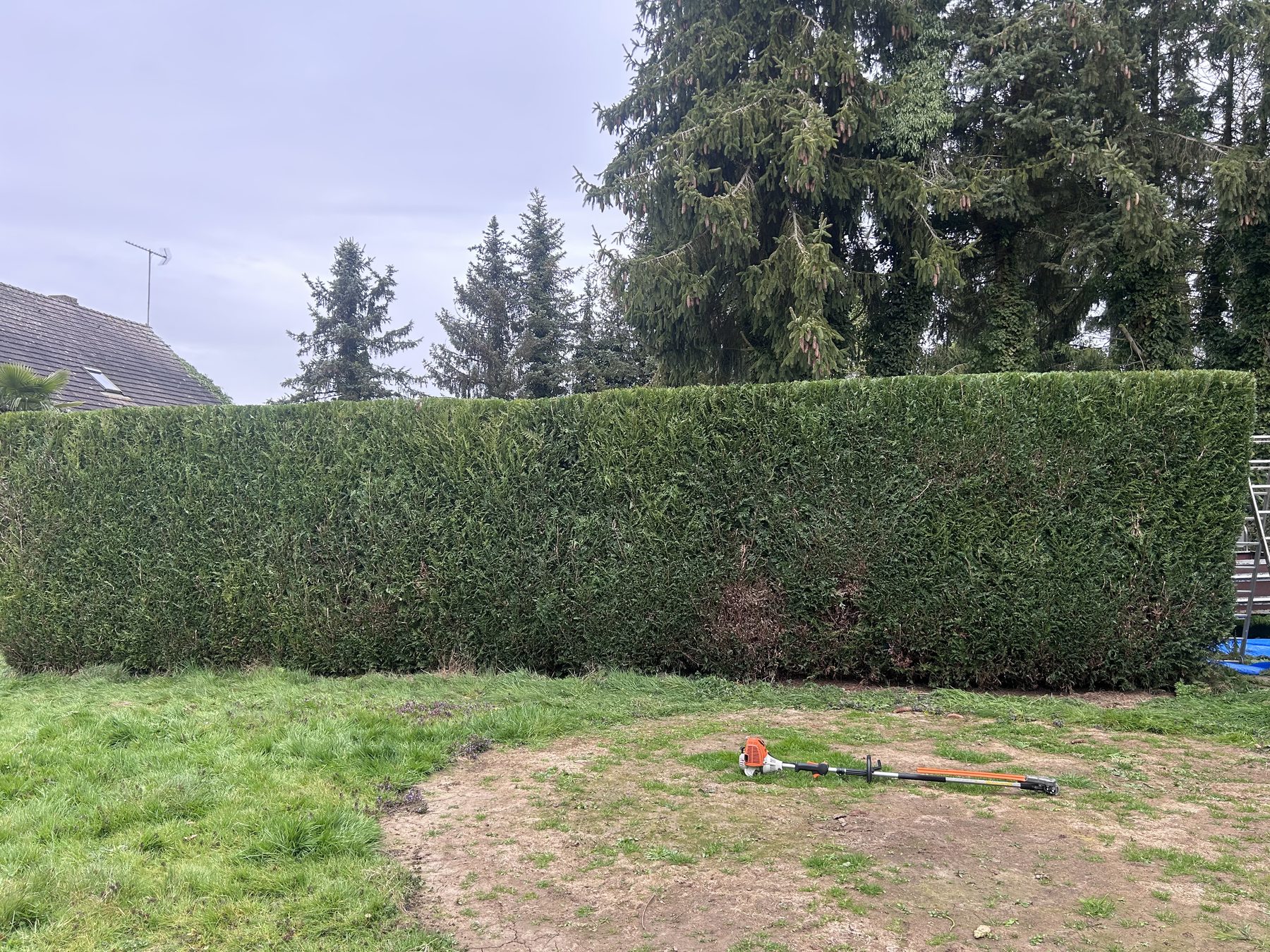 Entretien d'une haie haute avec matériel professionnel Stihl